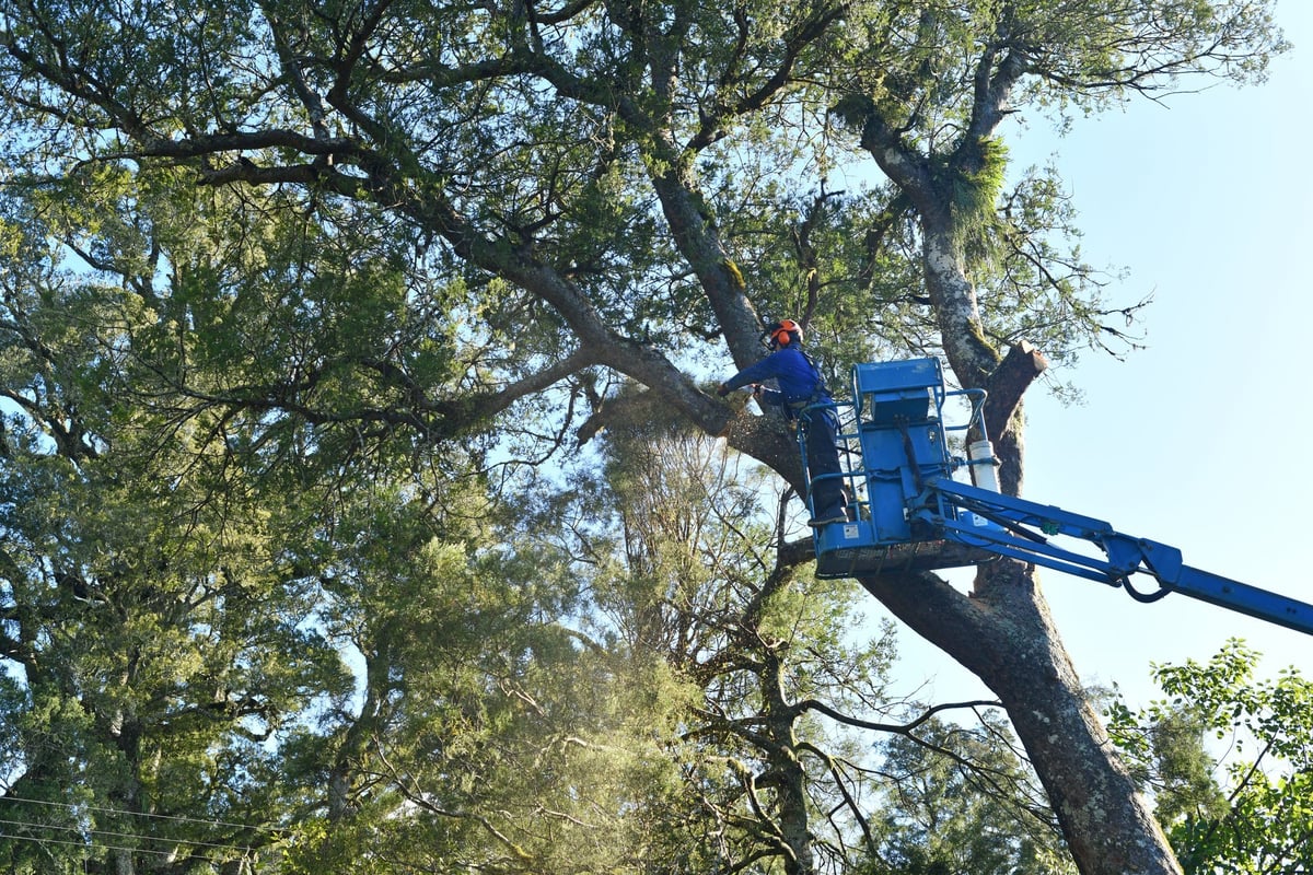 Arborist cutting a branch off a black pine tree