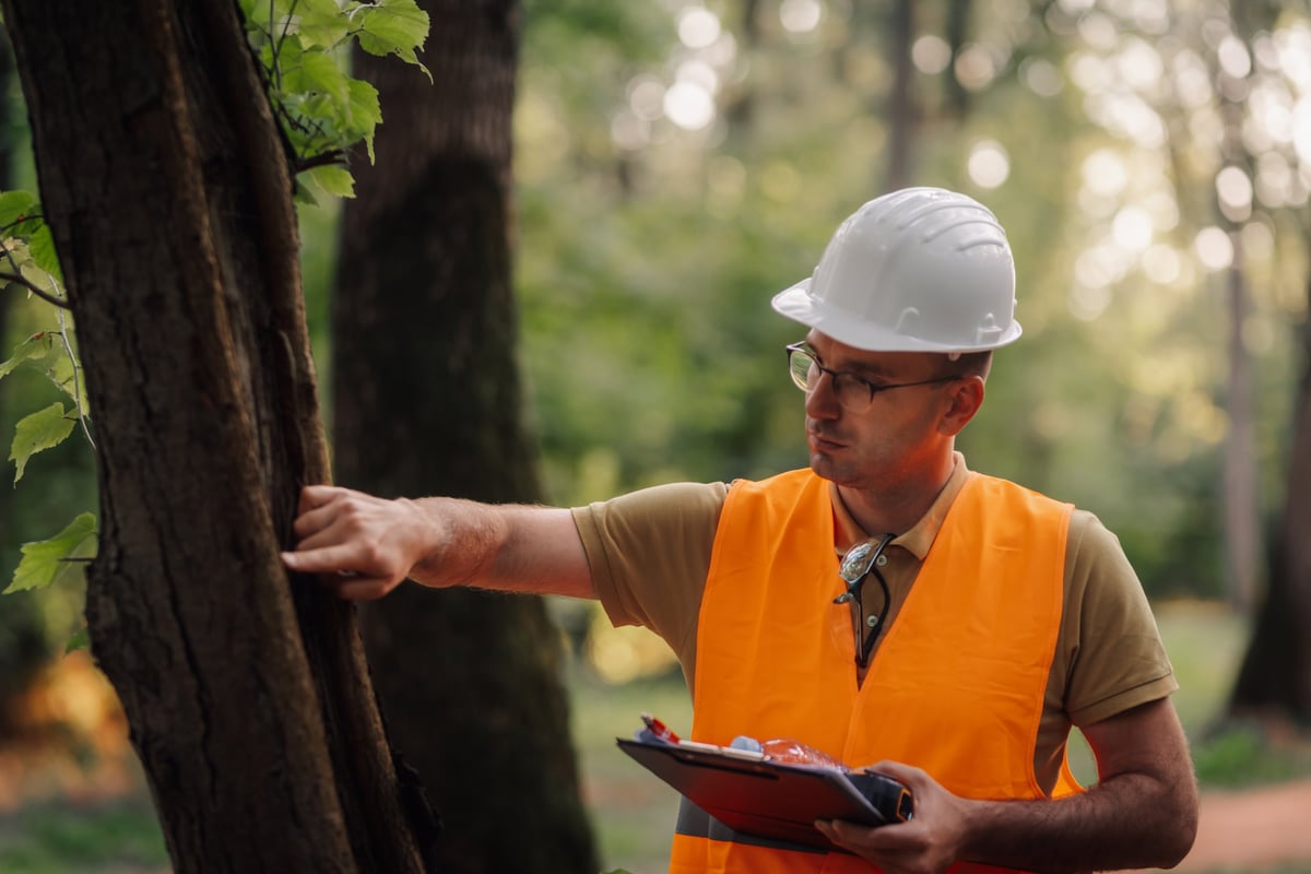 Forestry engineer examining tree bark for signs of disease