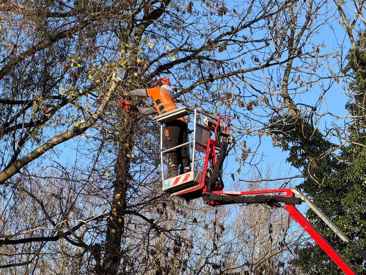 Tree surgeon trimming branches with a cherry picker