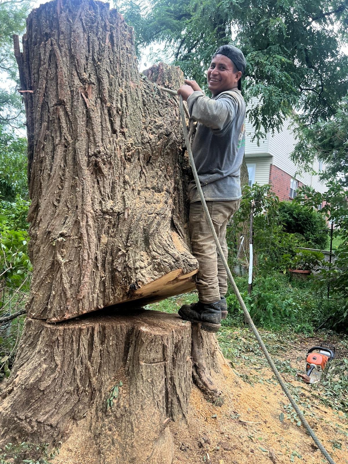 Worker standing on a large cut tree trunk with rope and chainsaw during a removal