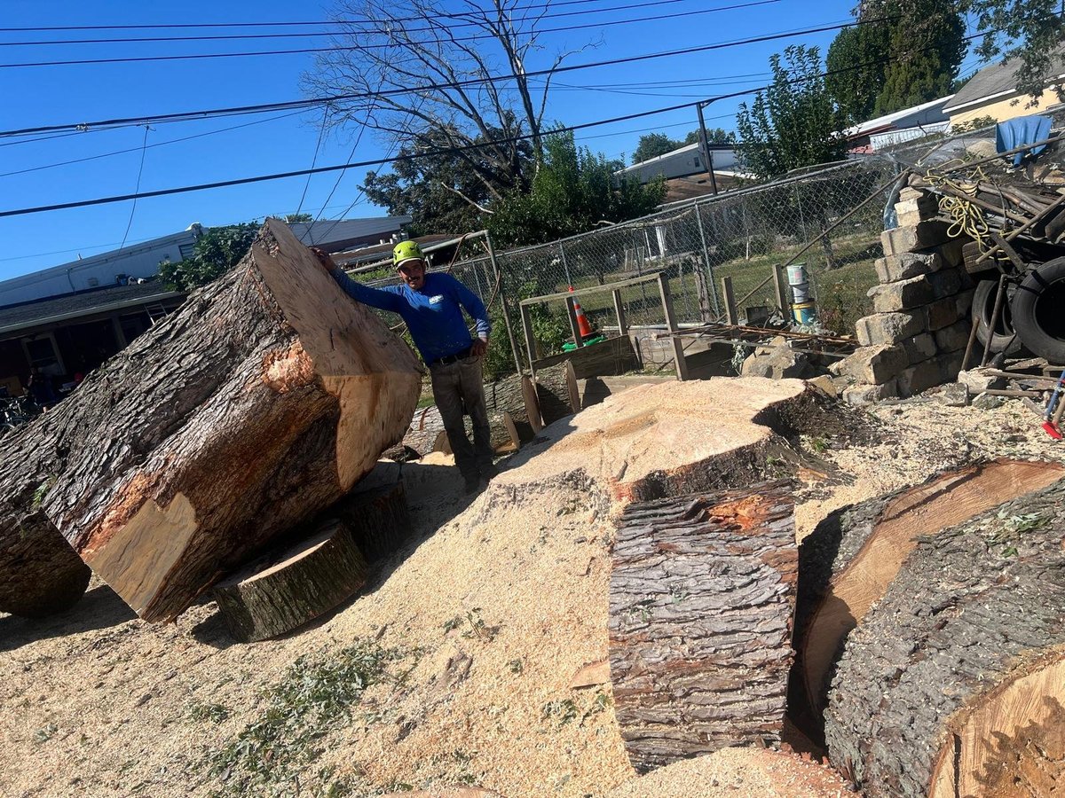 Worker examining large cut tree logs at a job site after a removal