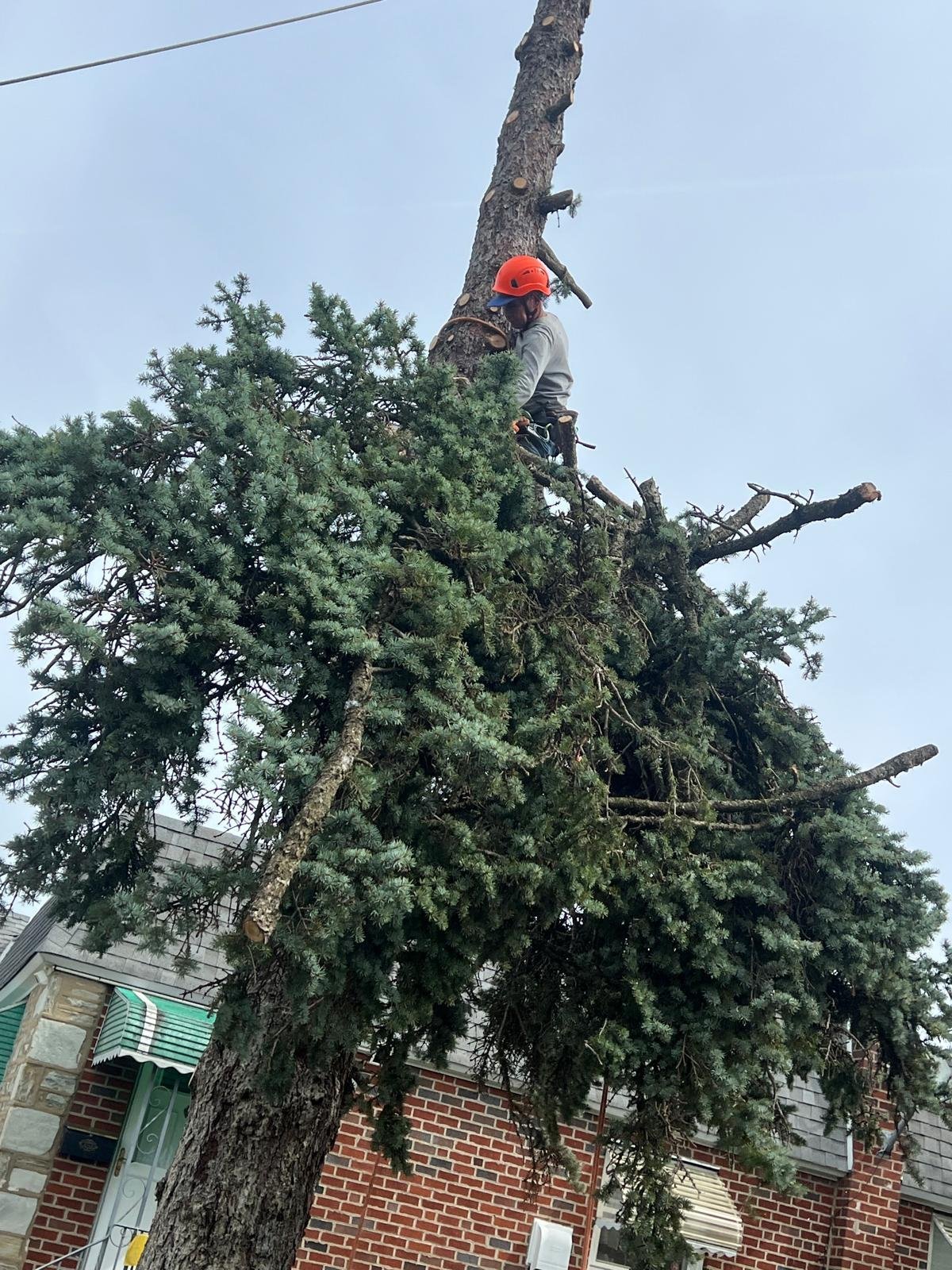 Tree worker in orange hard hat climbing a large tree with power lines overhead
