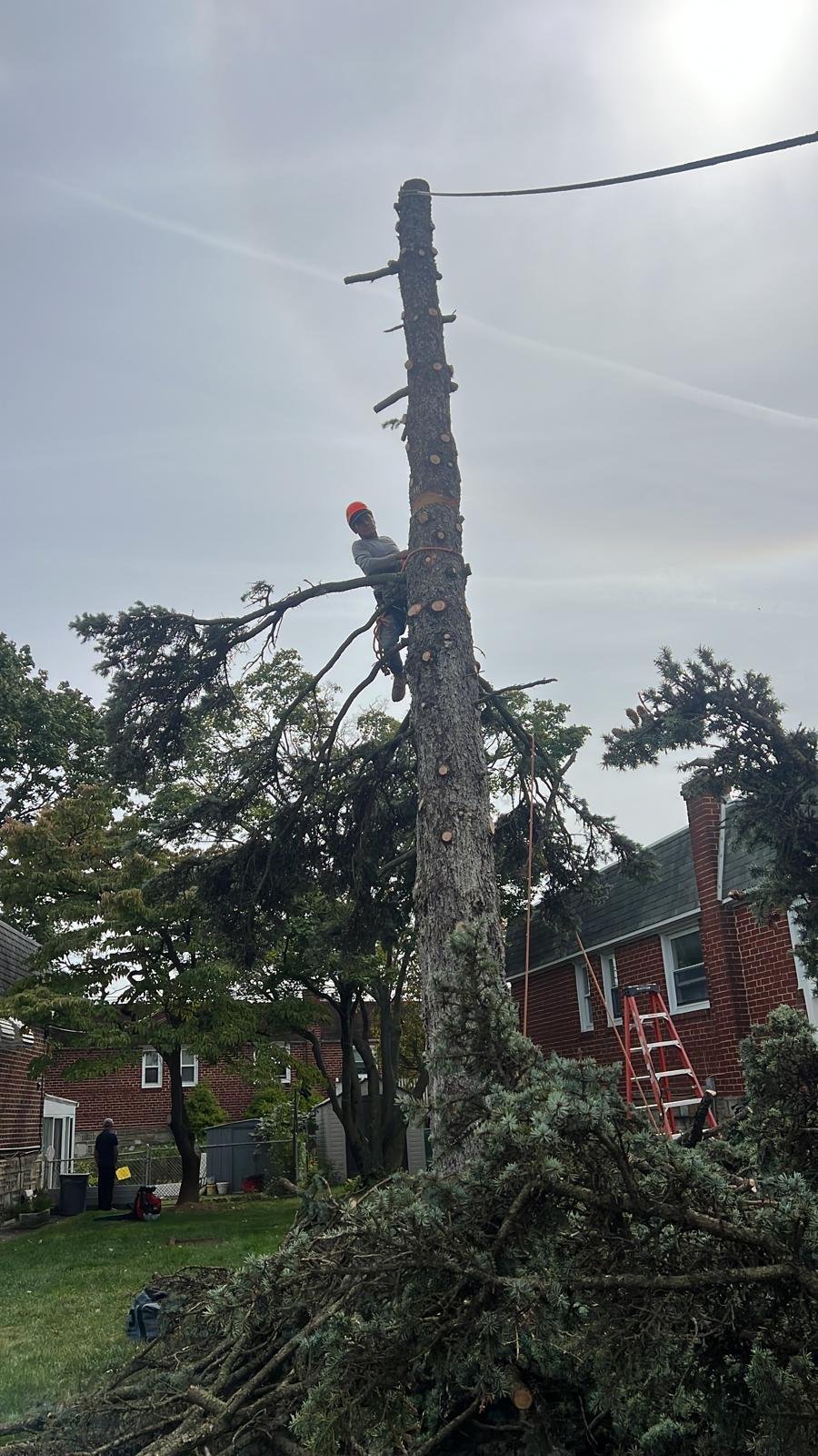 Arborist scaling a tall tree trunk with ropes near a residential home