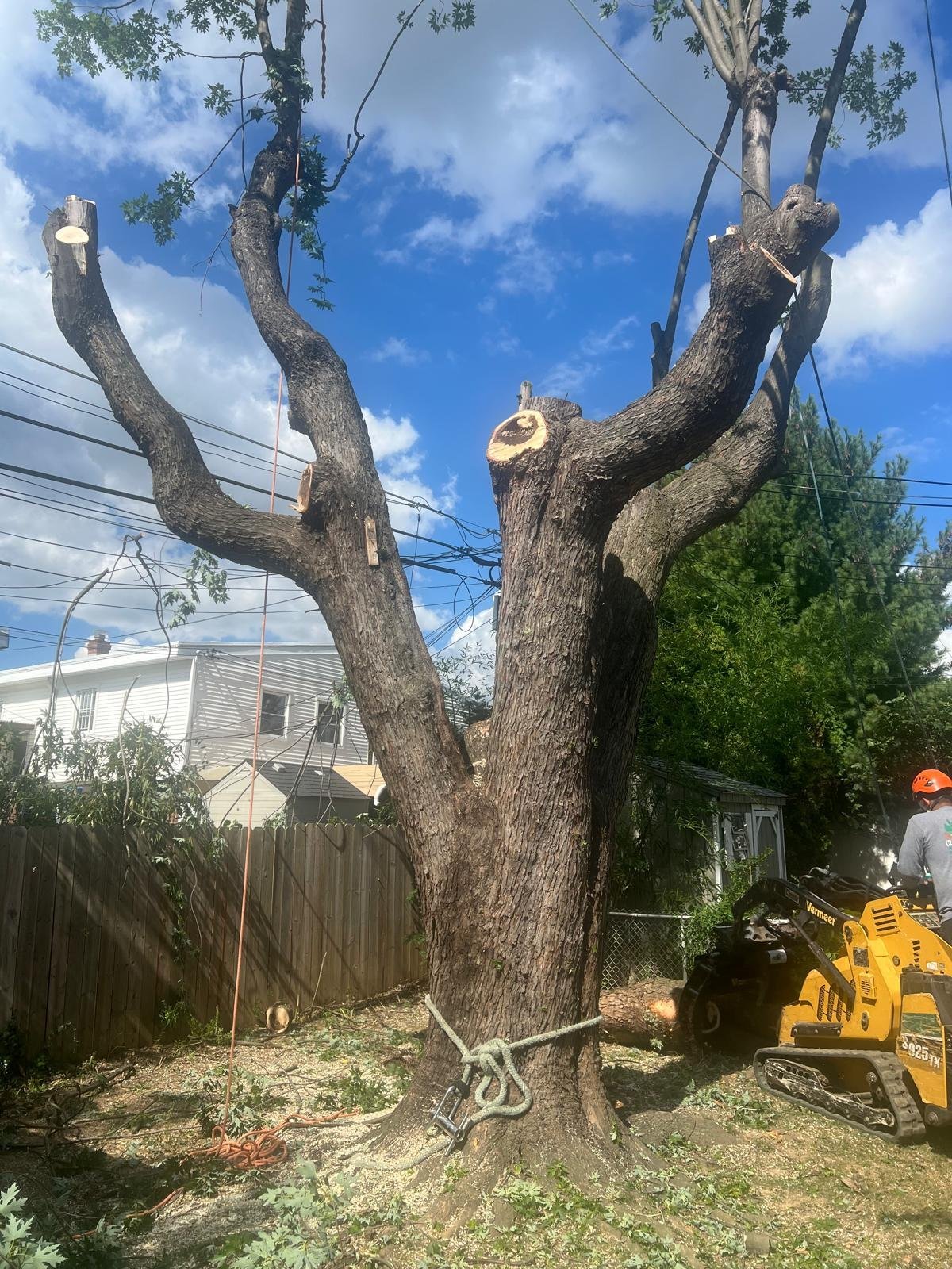 Large tree with thick branches being removed by our crew with heavy machinery in a residential neighborhood