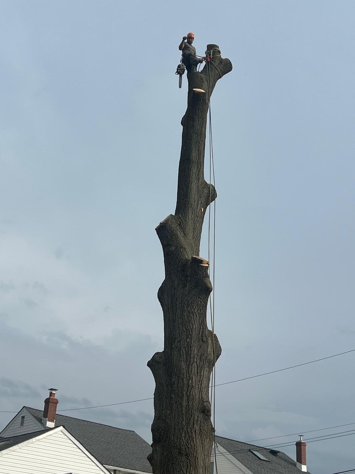 Tree trimmer climbing a tall wooden pole with safety equipment on a residential property